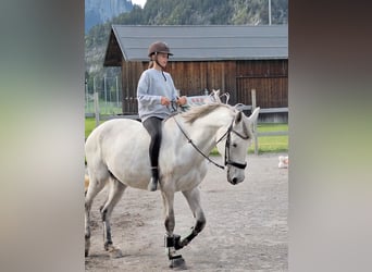 Cheval de sport hongrois, Jument, 9 Ans, 177 cm, Gris pommelé