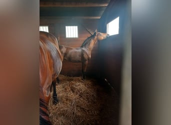 Cheval de sport hongrois, Jument, Poulain (04/2025), Bai cerise