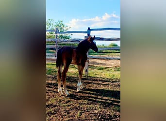 Cheval de sport hongrois, Jument, Poulain (04/2025), Bai cerise