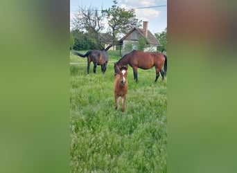 Cheval de sport hongrois, Jument, Poulain (04/2025), Bai cerise