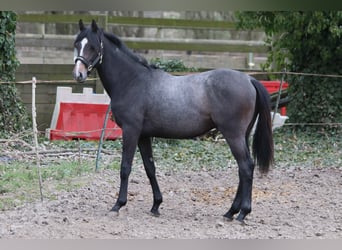 Cheval de sport irlandais, Étalon, 2 Ans, Gris noir