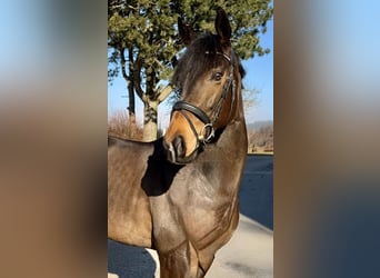 Cheval de sport irlandais, Étalon, 6 Ans, 163 cm, Noir