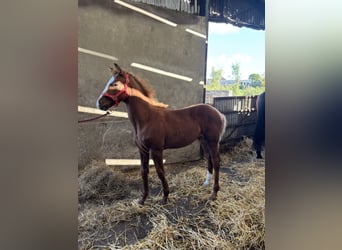 Cheval de sport irlandais, Étalon, Poulain (06/2026), 168 cm, Alezan