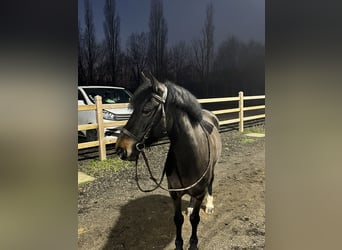 Cheval de sport irlandais, Hongre, 10 Ans, 135 cm, Bai brun