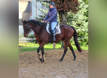 Cheval de sport irlandais, Hongre, 10 Ans, 161 cm, Bai