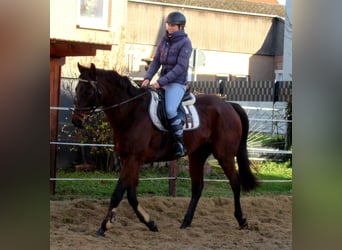 Cheval de sport irlandais, Hongre, 10 Ans, 161 cm, Bai