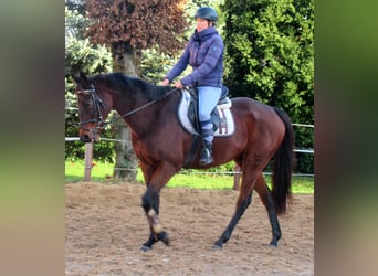 Cheval de sport irlandais, Hongre, 10 Ans, 161 cm, Bai
