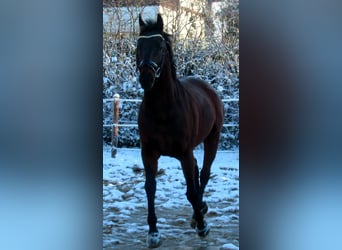 Cheval de sport irlandais, Hongre, 10 Ans, 161 cm, Bai