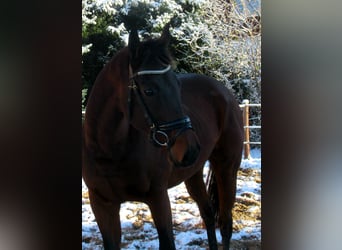 Cheval de sport irlandais, Hongre, 10 Ans, 161 cm, Bai