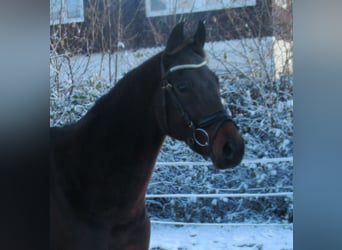 Cheval de sport irlandais, Hongre, 10 Ans, 161 cm, Bai