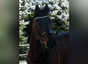Cheval de sport irlandais, Hongre, 10 Ans, 161 cm, Bai
