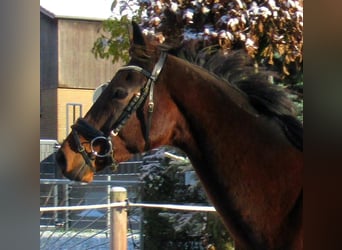 Cheval de sport irlandais, Hongre, 10 Ans, 161 cm, Bai