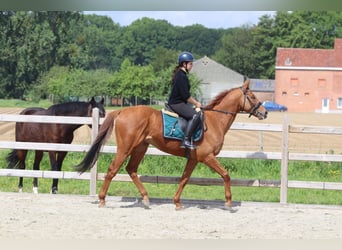 Cheval de sport irlandais, Hongre, 10 Ans, 162 cm, Alezan
