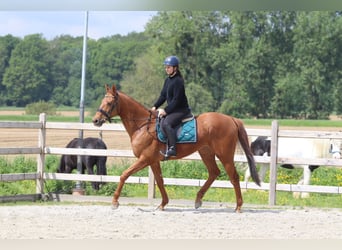 Cheval de sport irlandais, Hongre, 10 Ans, 162 cm, Alezan