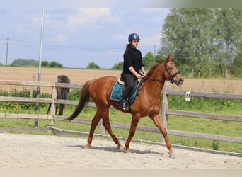Cheval de sport irlandais, Hongre, 10 Ans, 162 cm, Alezan