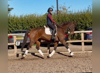 Cheval de sport irlandais, Hongre, 10 Ans, 164 cm, Bai brun