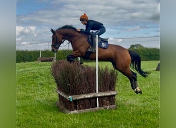 Cheval de sport irlandais, Hongre, 10 Ans, 164 cm, Bai brun