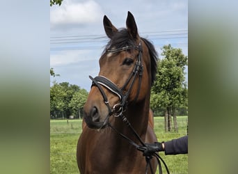 Cheval de sport irlandais Croisé, Hongre, 10 Ans, 165 cm, Bai
