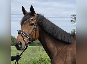 Cheval de sport irlandais Croisé, Hongre, 10 Ans, 165 cm, Bai