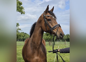 Cheval de sport irlandais Croisé, Hongre, 10 Ans, 165 cm, Bai