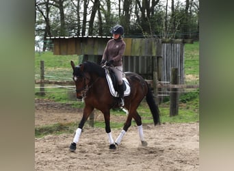 Cheval de sport irlandais Croisé, Hongre, 10 Ans, 165 cm, Bai