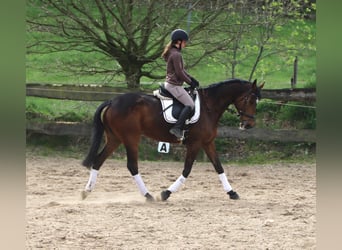 Cheval de sport irlandais Croisé, Hongre, 10 Ans, 165 cm, Bai