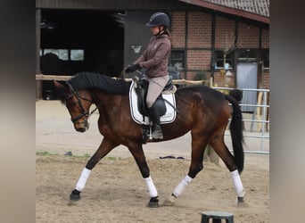 Cheval de sport irlandais Croisé, Hongre, 10 Ans, 165 cm, Bai