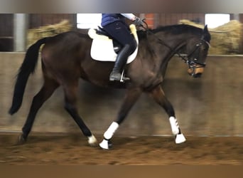 Cheval de sport irlandais Croisé, Hongre, 10 Ans, 168 cm, Bai brun