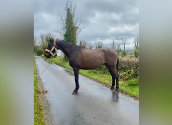Cheval de sport irlandais, Hongre, 10 Ans, 168 cm, Bai