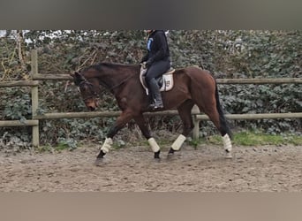 Cheval de sport irlandais, Hongre, 10 Ans, 170 cm, Bai brun foncé