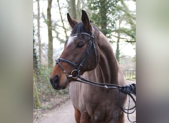 Cheval de sport irlandais, Hongre, 10 Ans, 170 cm, Bai brun foncé