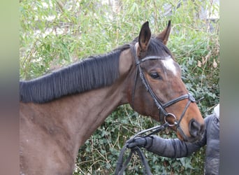 Cheval de sport irlandais, Hongre, 10 Ans, 170 cm, Bai brun foncé