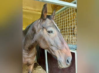 Cheval de sport irlandais, Hongre, 10 Ans, 170 cm, Bai