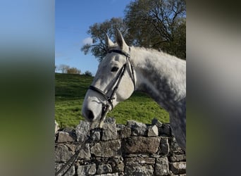 Cheval de sport irlandais, Hongre, 10 Ans, 170 cm, Gris
