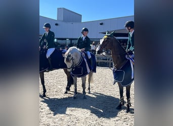 Cheval de sport irlandais, Hongre, 11 Ans, 148 cm