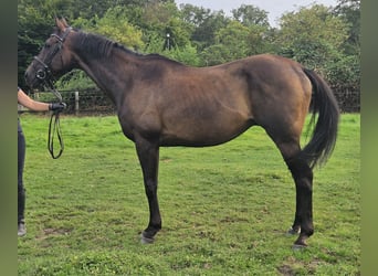 Cheval de sport irlandais, Hongre, 11 Ans, 162 cm, Bai brun foncé