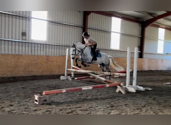 Cheval de sport irlandais, Hongre, 12 Ans, 160 cm, Gris