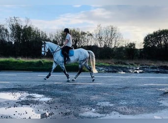 Cheval de sport irlandais, Hongre, 12 Ans, 160 cm, Gris