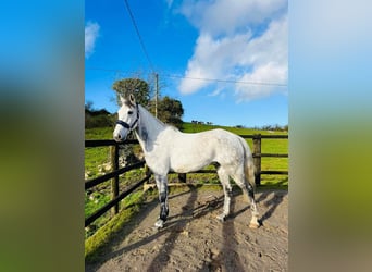 Cheval de sport irlandais, Hongre, 12 Ans, 160 cm, Gris