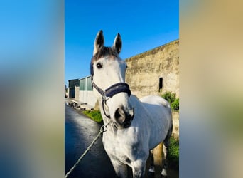 Cheval de sport irlandais, Hongre, 12 Ans, 160 cm, Gris