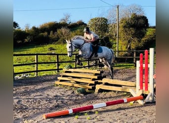 Cheval de sport irlandais, Hongre, 12 Ans, 160 cm, Gris