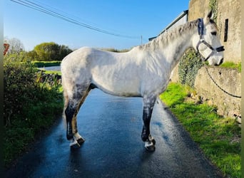 Cheval de sport irlandais, Hongre, 12 Ans, 160 cm, Gris