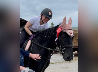 Cheval de sport irlandais, Hongre, 12 Ans, 163 cm, Noir