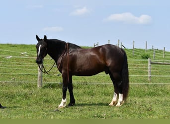 Cheval de sport irlandais Croisé, Hongre, 12 Ans, 163 cm, Noir