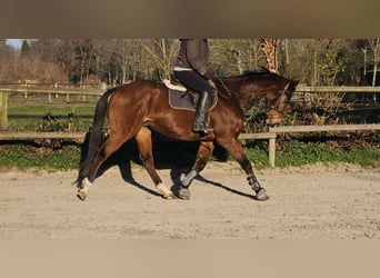 Cheval de sport irlandais Croisé, Hongre, 12 Ans, 165 cm, Bai