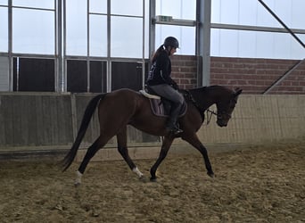 Cheval de sport irlandais Croisé, Hongre, 12 Ans, 165 cm, Bai