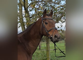 Cheval de sport irlandais Croisé, Hongre, 12 Ans, 165 cm, Bai