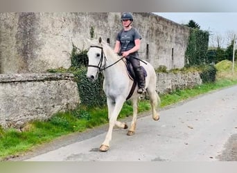 Cheval de sport irlandais, Hongre, 12 Ans, 166 cm, Gris
