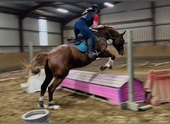 Cheval de sport irlandais, Hongre, 12 Ans, 168 cm, Alezan brûlé Cheval de sport irlandais, Hongre, 12 Ans, 168 cm, Alezan brûlé