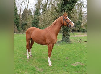 Cheval de sport irlandais, Hongre, 12 Ans, 169 cm, Alezan
